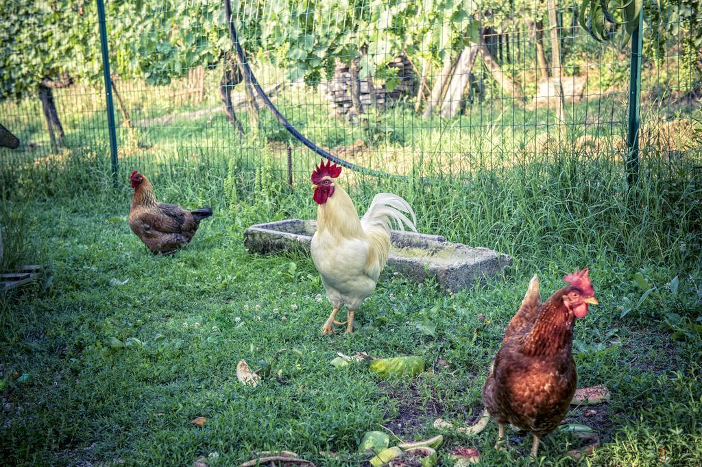 Agriturismo I Roseti Montepulciano Zewnętrze zdjęcie
